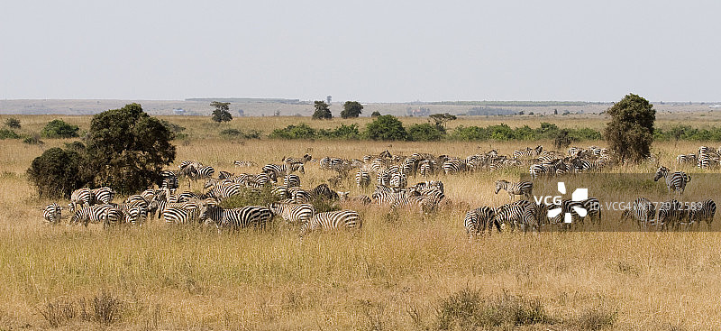 在Safari上发现的非洲斑马图片素材