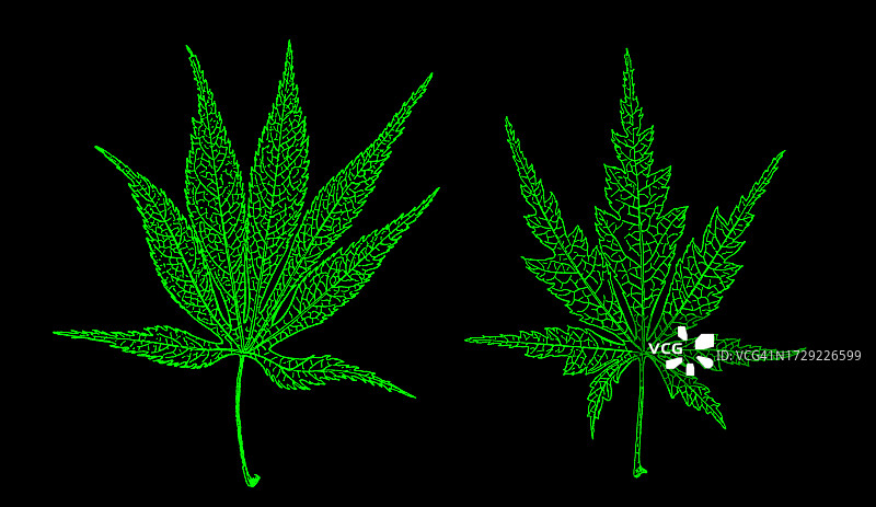 刻有日本枫树的植物学插图图片素材