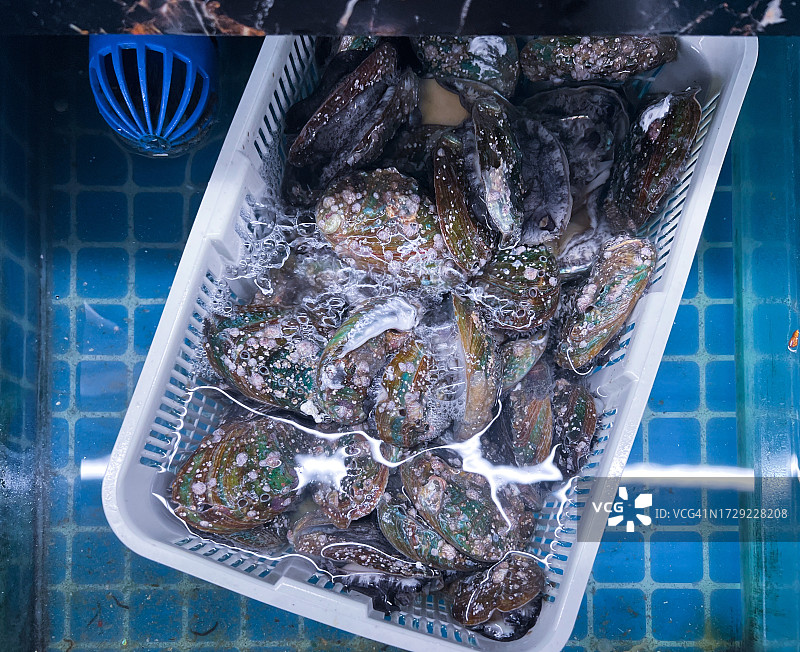 韩国养殖鲍鱼图片素材