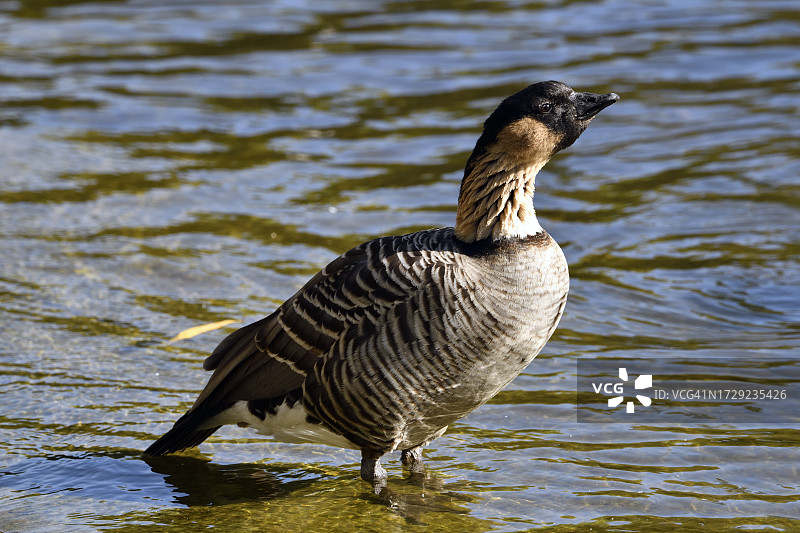 夏威夷雁图片素材