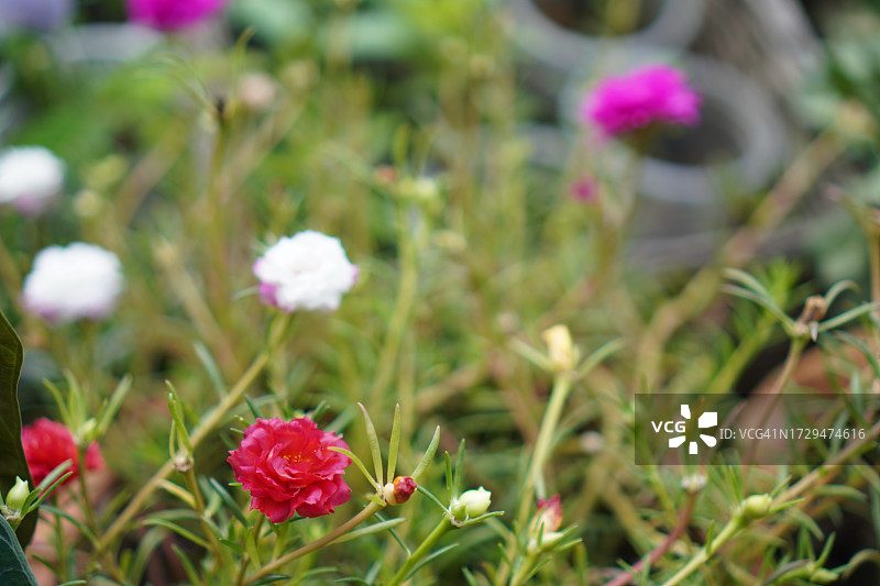 花园背景中盛开的日本玫瑰、苔藓玫瑰、太阳花图片素材