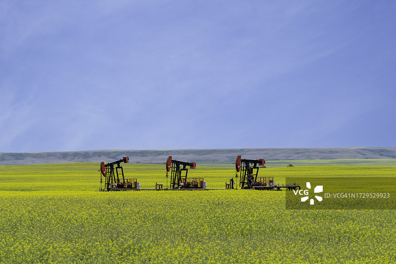 油井抽油机和油菜籽田图片素材