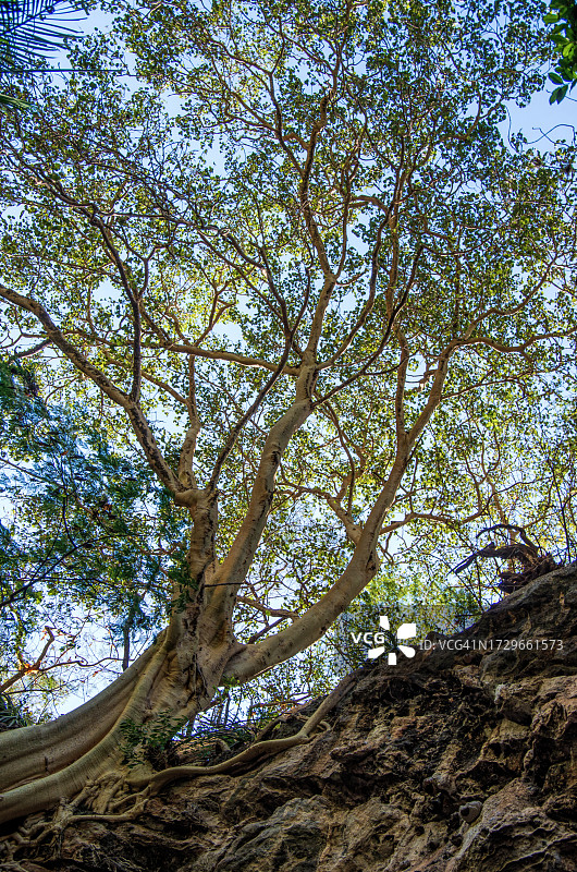 墨西哥格鲁塔斯·德·卡卡瓦米尔帕国家公园岩石峭壁上的柄叶榕树图片素材