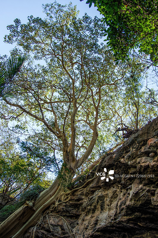 墨西哥格鲁塔斯·德·卡卡瓦米尔帕国家公园岩石峭壁上的柄叶榕树图片素材