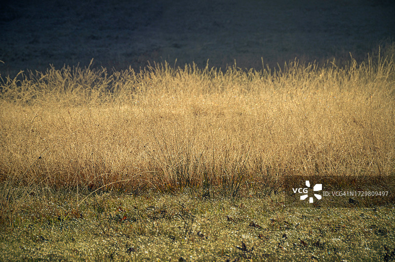 沃日山区田野的晨光，法国东部秋色图片素材