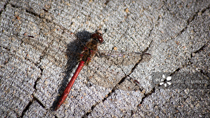 墙上的蚂蚁特写图片素材
