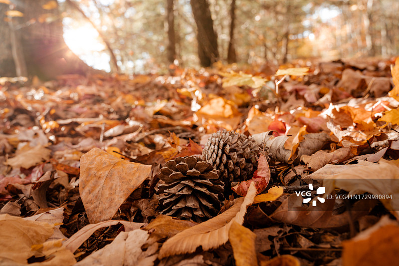 森林中鲜艳的落叶和松果图片素材