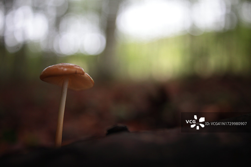 田间蘑菇生长特写图片素材