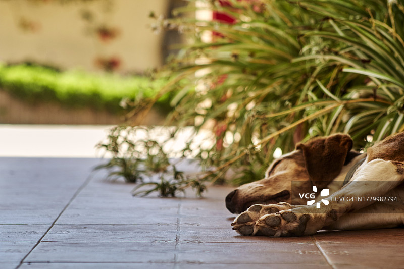 桌子上小猎犬的特写图片素材