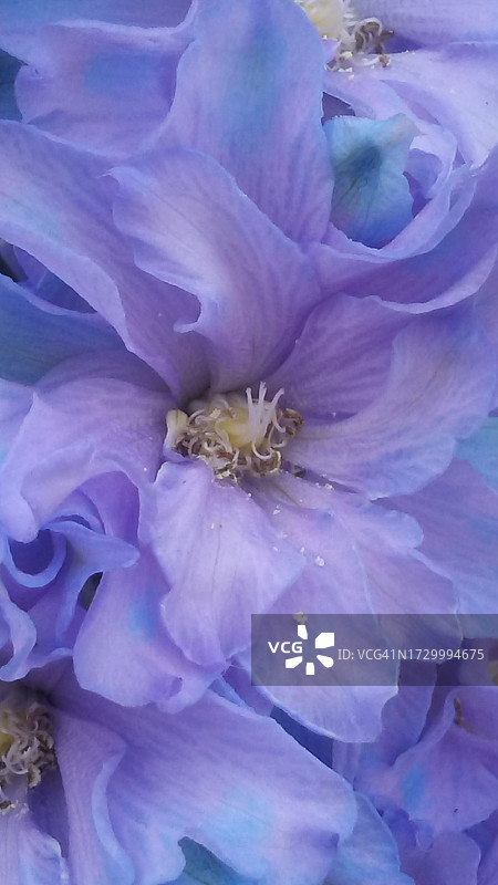 美国紫色花朵特写图片素材