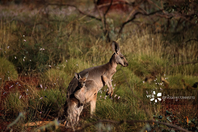 鹿坐在草地上的侧面视角，澳大利亚图片素材