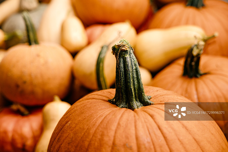 什锦南瓜和其他南瓜类蔬菜图片素材