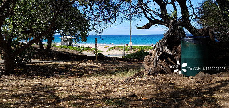 夏威夷海滩上的树木图片素材