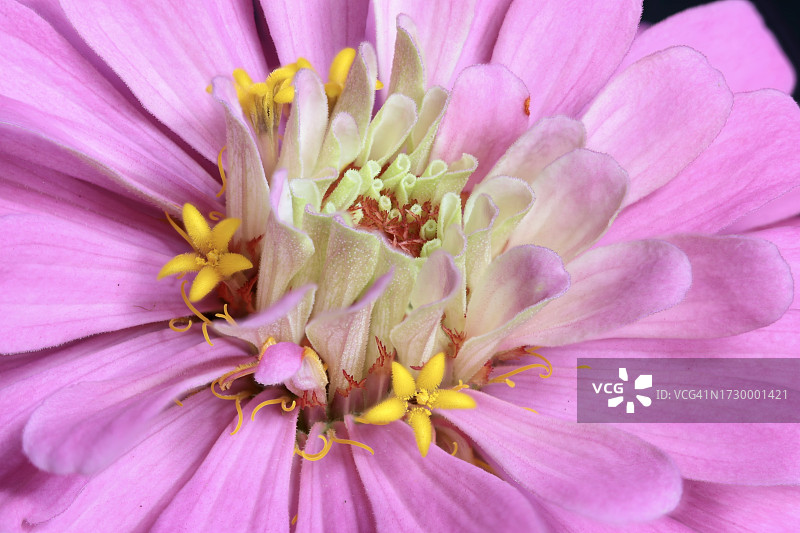 粉色花朵特写，美国佛罗里达州棕榈城图片素材