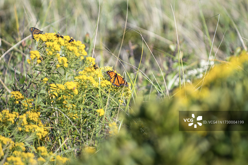 黄色花朵上蝴蝶授粉特写，美国图片素材