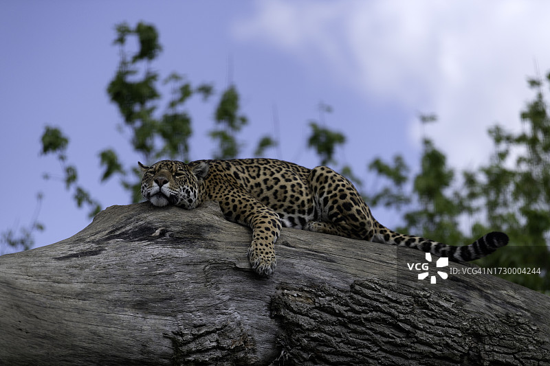 仰视角度拍摄的豹子在树上图片素材