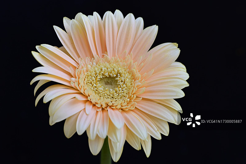 花朵在黑色背景下的特写图片素材