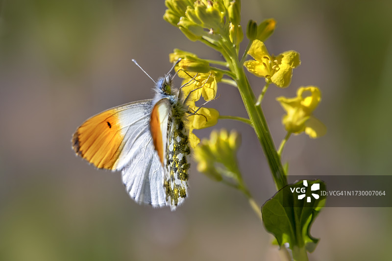 蝴蝶在花上授粉的特写图片素材