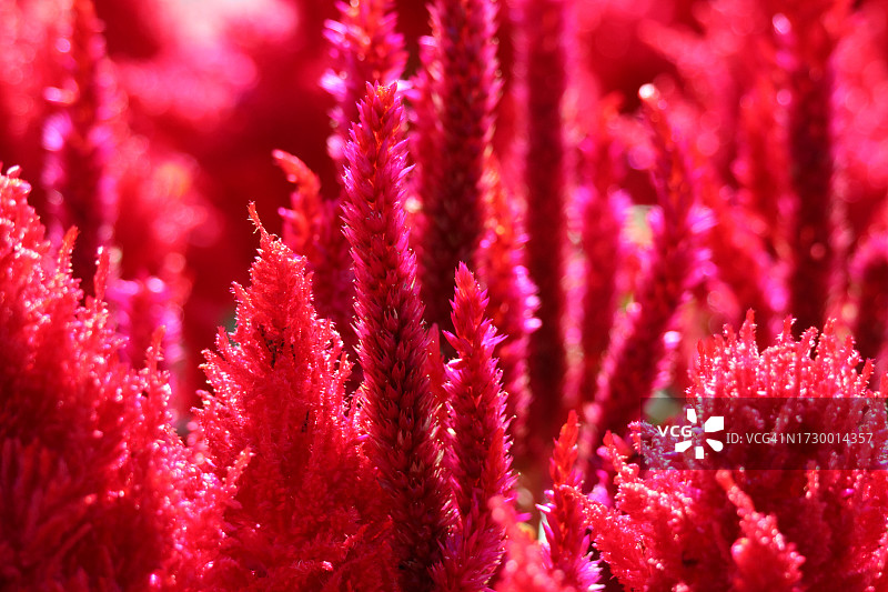 粉色开花植物特写图片素材