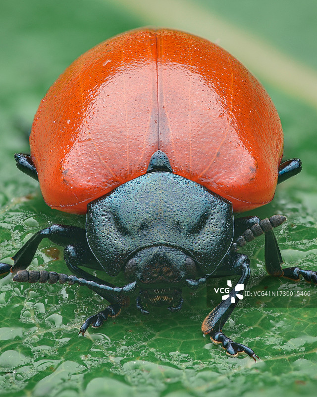 树叶上的昆虫特写图片素材