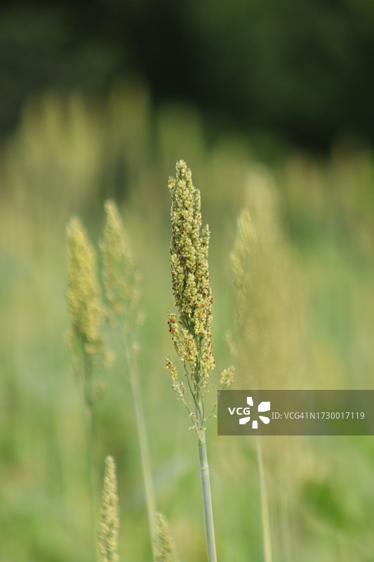 小麦在田间生长的特写图片素材