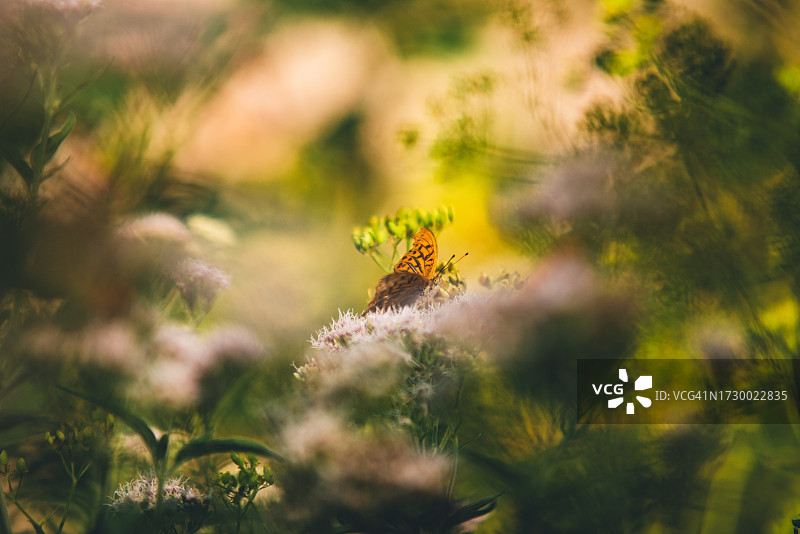 蝴蝶在花上的特写图片素材