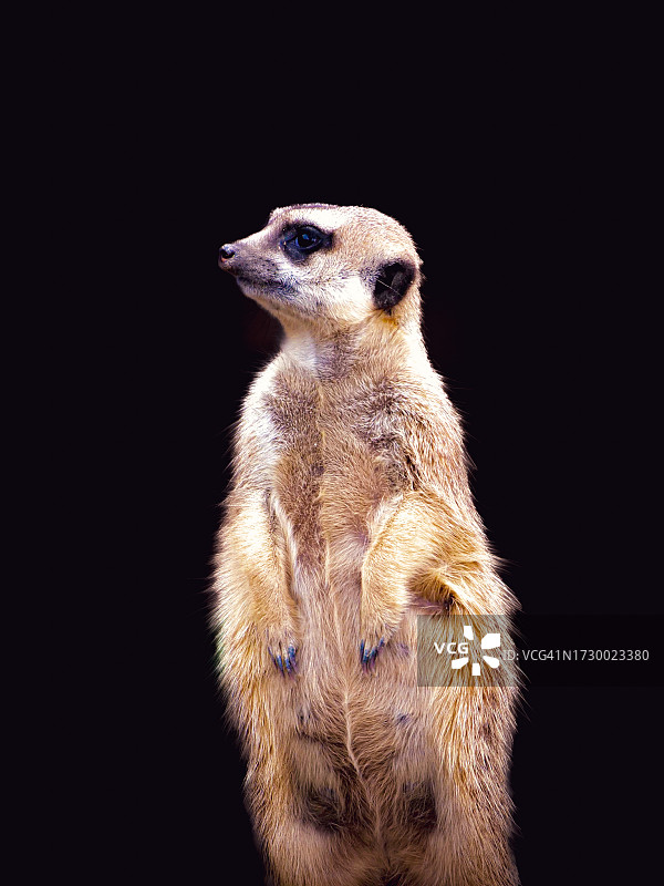 狐獴特写，望向天空图片素材