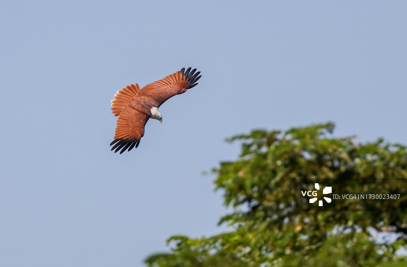 仰视视角下的飞鹰图片素材