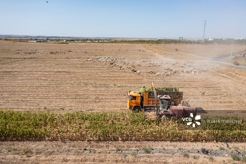 绿色玉米收割机和卡车图片素材