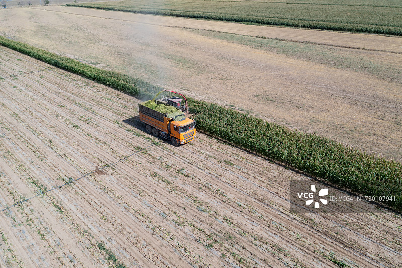 绿色收割机在玉米地收割玉米图片素材