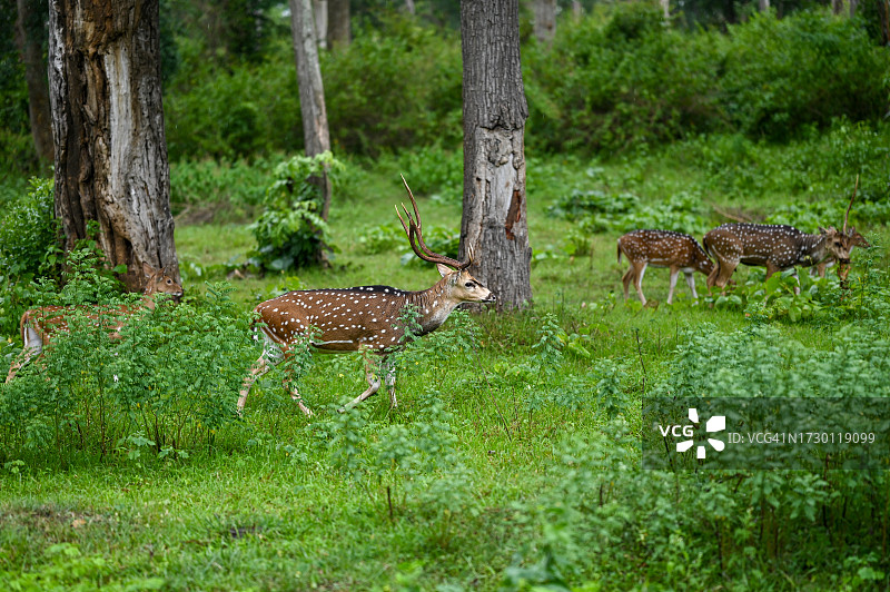 印度泰米尔纳德邦轴鹿原野景观图片素材