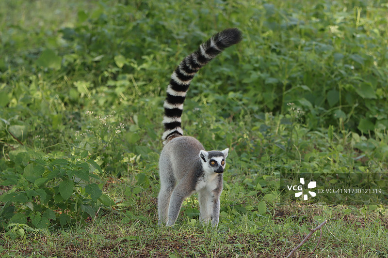 站在草地上的猫的画像图片素材