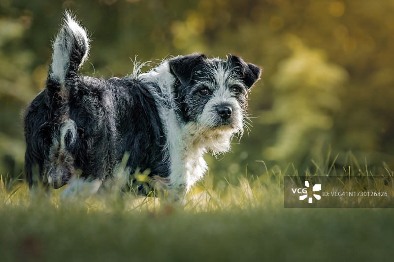 在田野里站立的梗犬照片图片素材