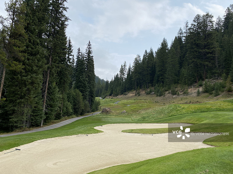 蓝天映衬下的松树美景图片素材