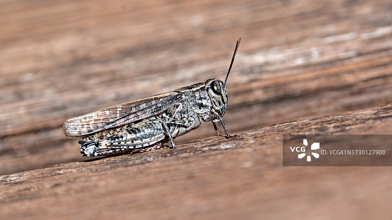 木头上的昆虫特写图片素材