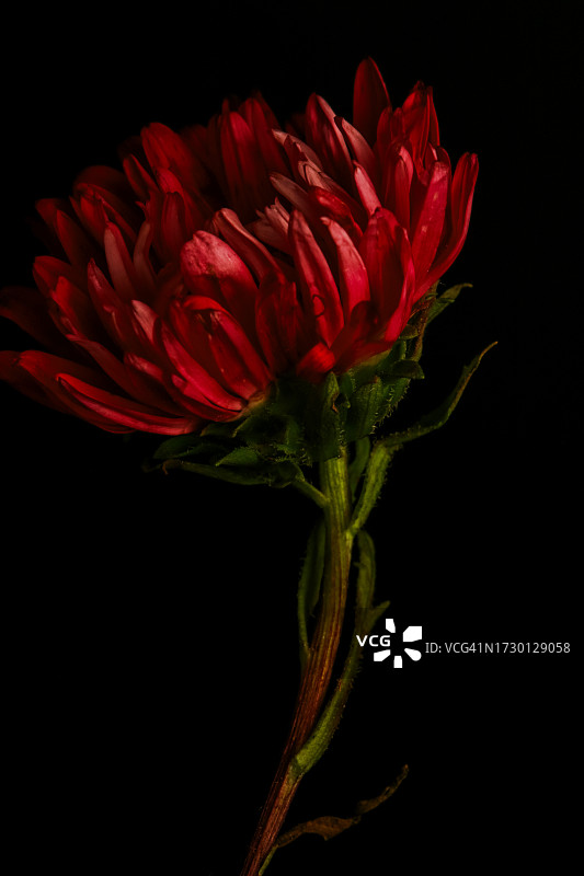 黑色背景下的红色花朵特写图片素材