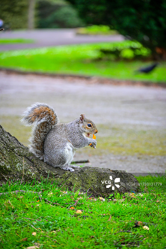 灰松鼠在岩石特写图片素材