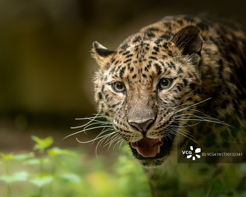 东北豹的特写肖像图片素材