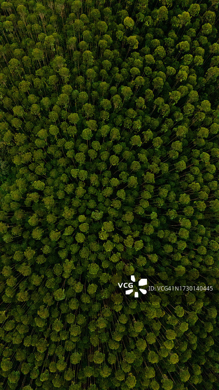 新鲜绿色植物特写镜头图片素材