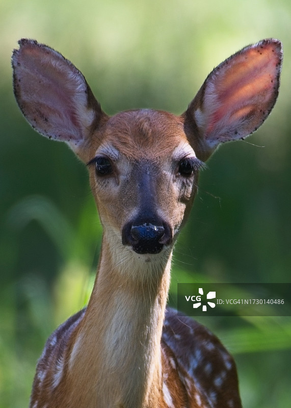 美国阿肯色州白人特写图片素材