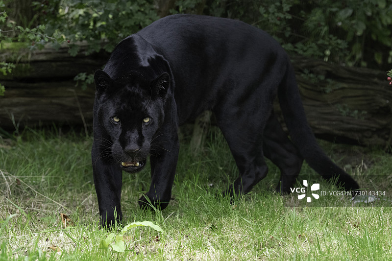 站在田野上的黑狗肖像图片素材