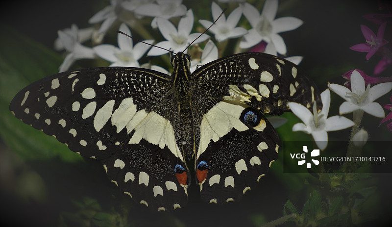 蝴蝶在花上授粉的特写图片素材