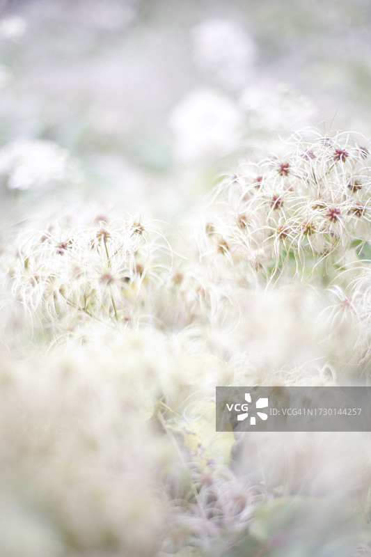 伦敦田野上白色植物特写图片素材