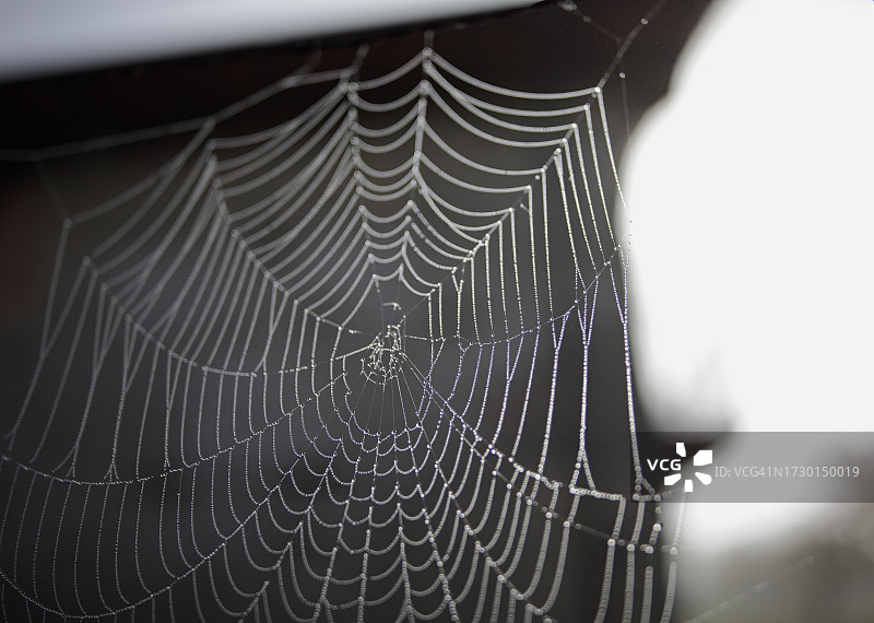 蜘蛛网特写图片素材