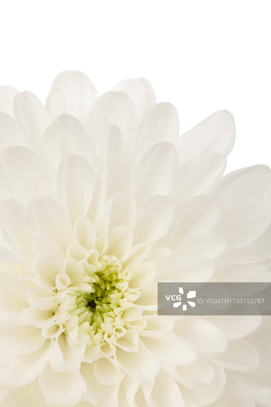 白色大丽花特写图片素材