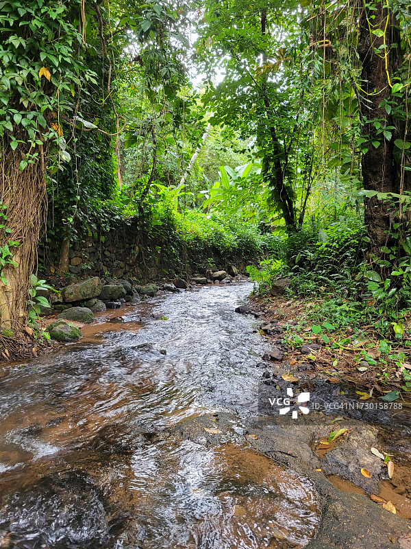 森林中树木间的溪流风景图片素材