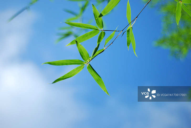 蓝天下的竹叶图片素材