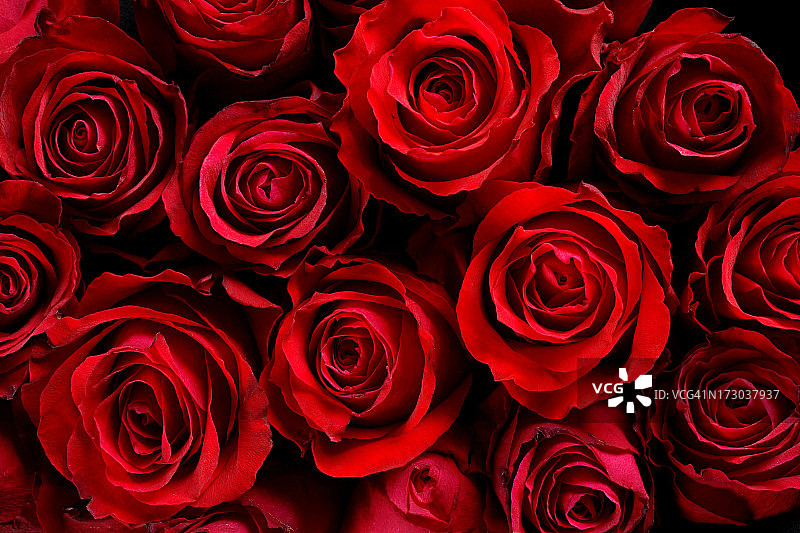 红玫瑰图片素材