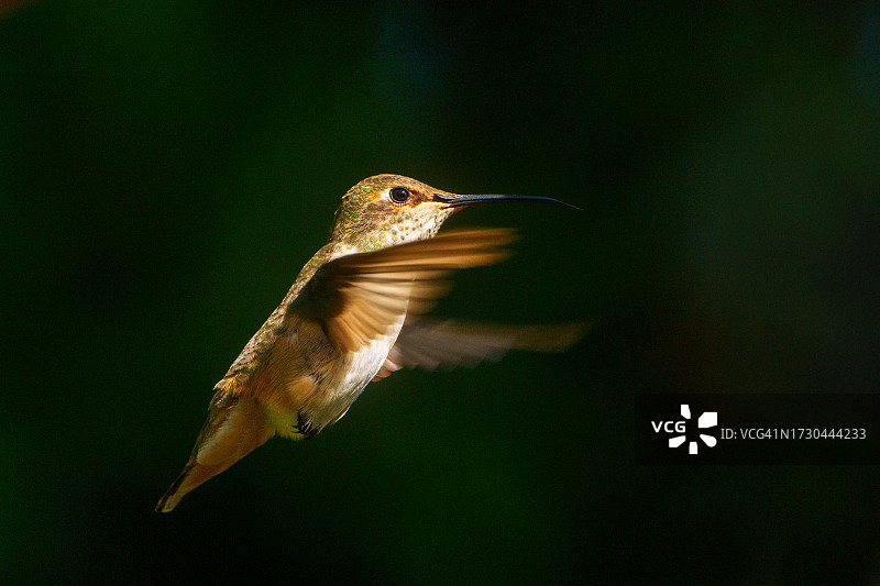 棕煌蜂鸟图片素材