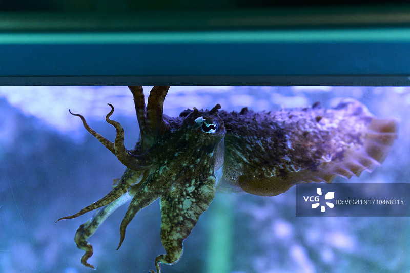 水族箱中靠近玻璃的章鱼，背景为珊瑚礁图片素材